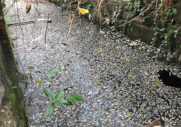 Cá chết trắng kênh Hào Thành