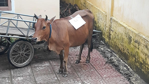 'Cười ra nước mắt' chuyện xét nghiệm ADN cho… bò để tìm chủ