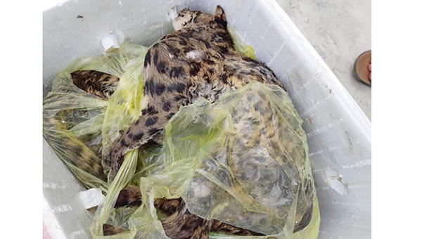 Bắt quả tang đối tượng vận chuyển hơn 40kg mèo rừng quý hiếm đi bán