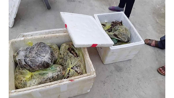 Bắt quả tang đối tượng vận chuyển hơn 40kg mèo rừng quý hiếm đi bán