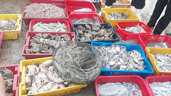 Náo nức tàu chở sản vật biển cập cảng Cửa Sót ngày lễ 