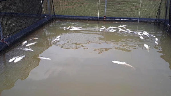 280 lồng cá chết bất thường trong lòng hồ thủy điện Hủa Na