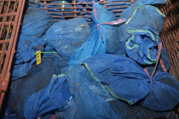 Xe khách “chế” khoang hầm dưới ghế cất giấu 30 cá thể tê tê từ Lào về Việt Nam