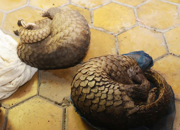 Xe khách “chế” khoang hầm dưới ghế cất giấu 30 cá thể tê tê từ Lào về Việt Nam