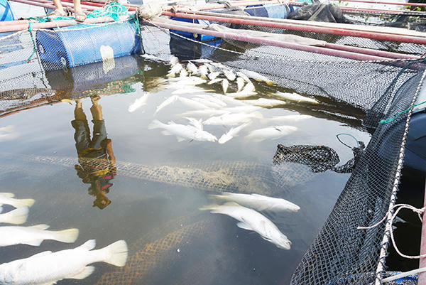 Xót xa hơn 80 tấn cả chết nổi trắng lồng bè trên sông Đò Diệm