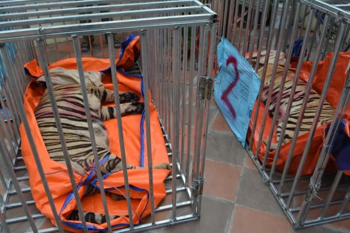 Ngỡ ngàng vì hàng xóm nuôi hơn chục con hổ lớn trong nhà