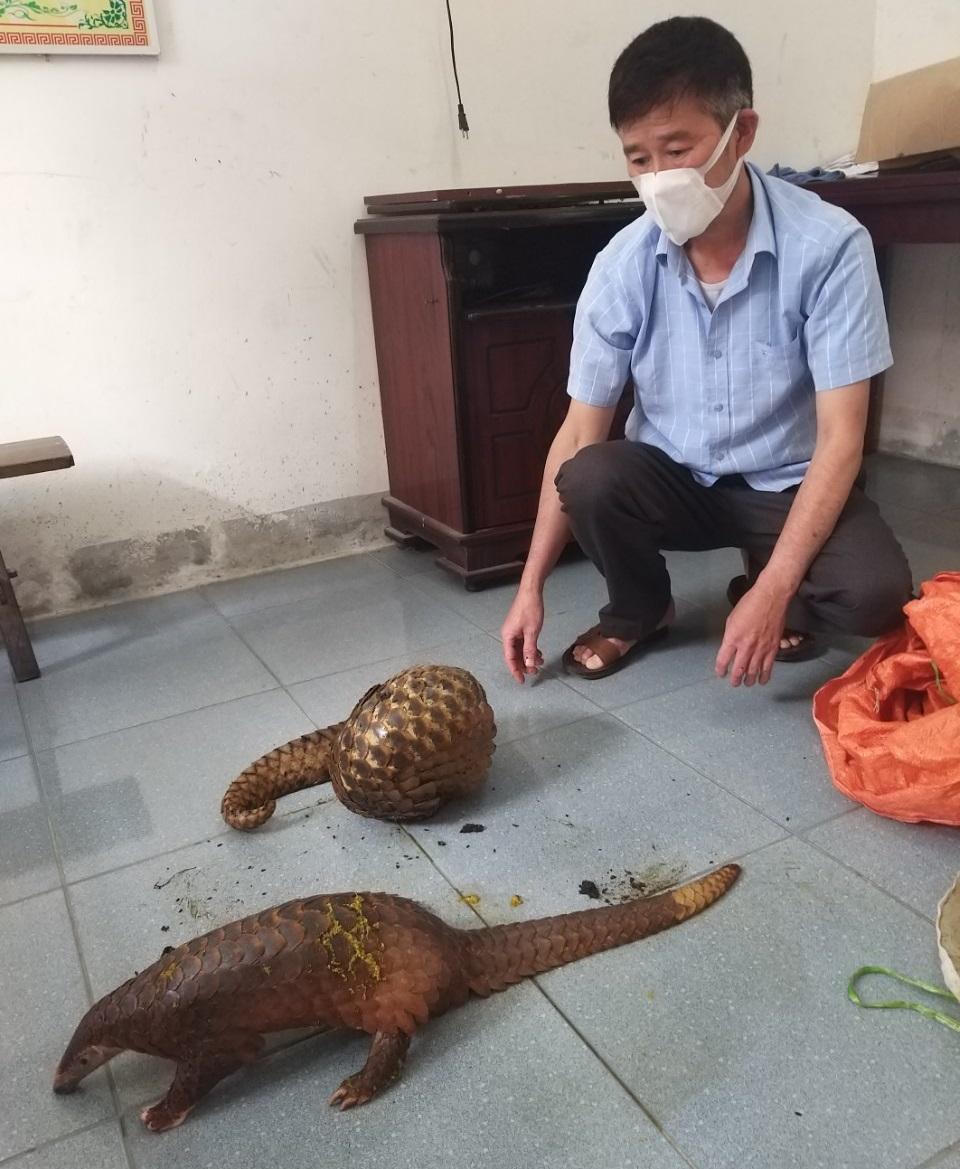 Bắt giữ 2 đối tượng đang đưa 3 cá thể tê tê ra quán nhậu