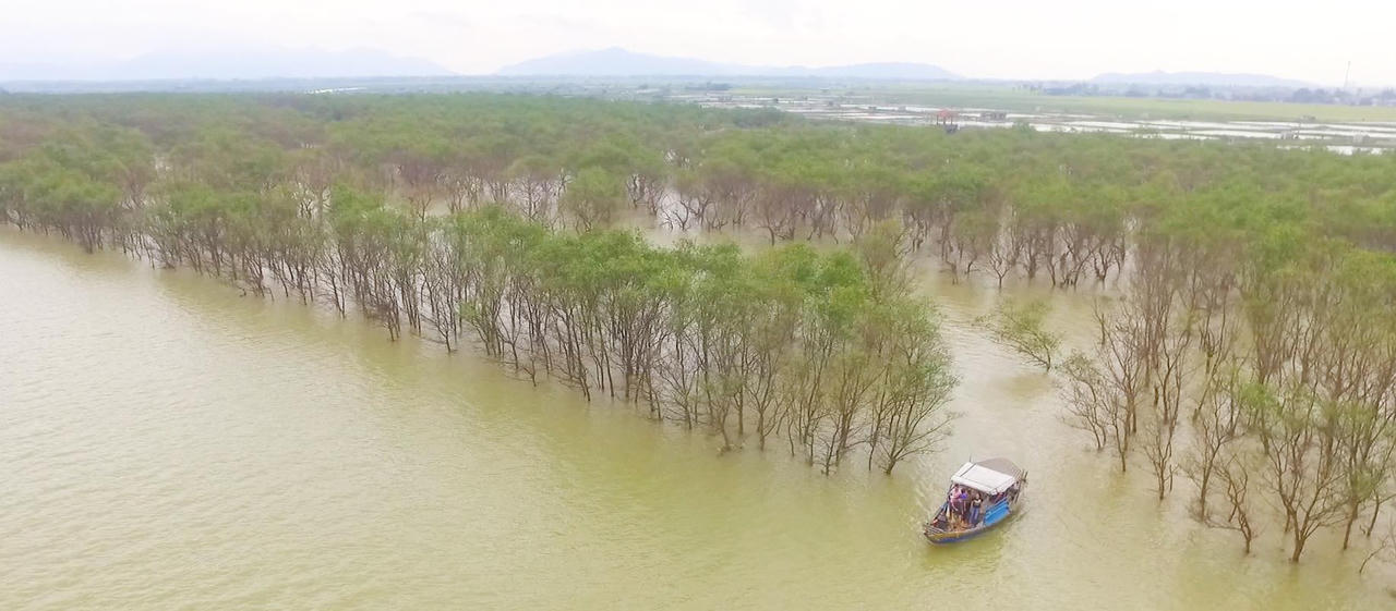 Khu rừng bần độc đáo bên bờ sông Lam