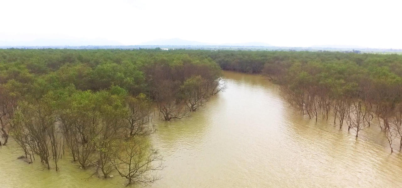 Khu rừng bần độc đáo bên bờ sông Lam