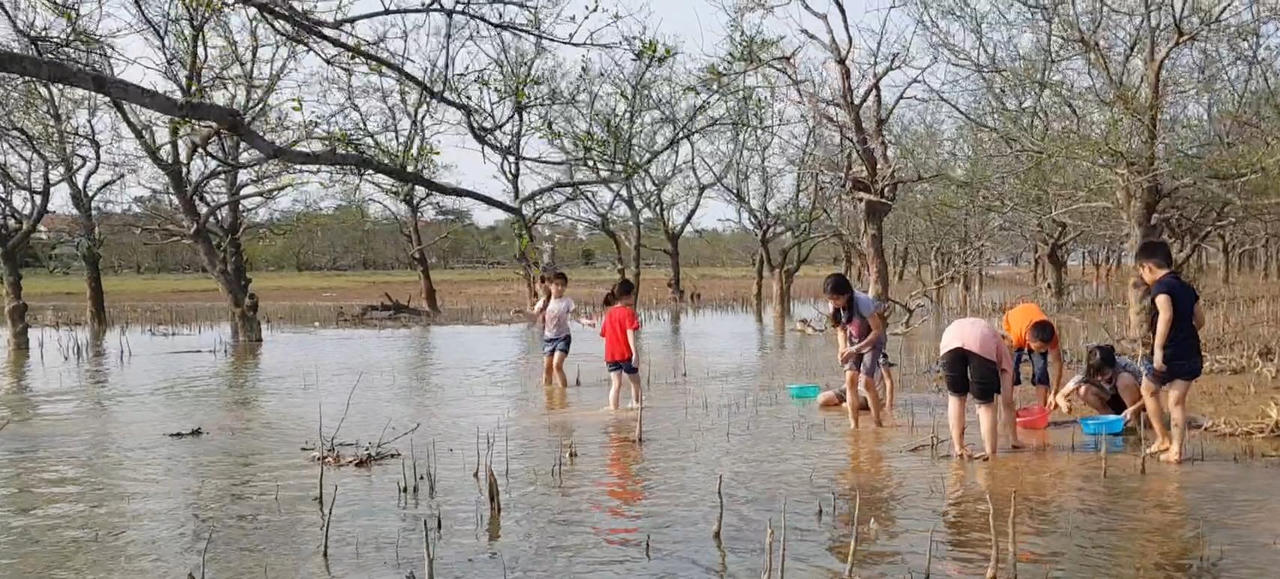 Khu rừng bần độc đáo bên bờ sông Lam