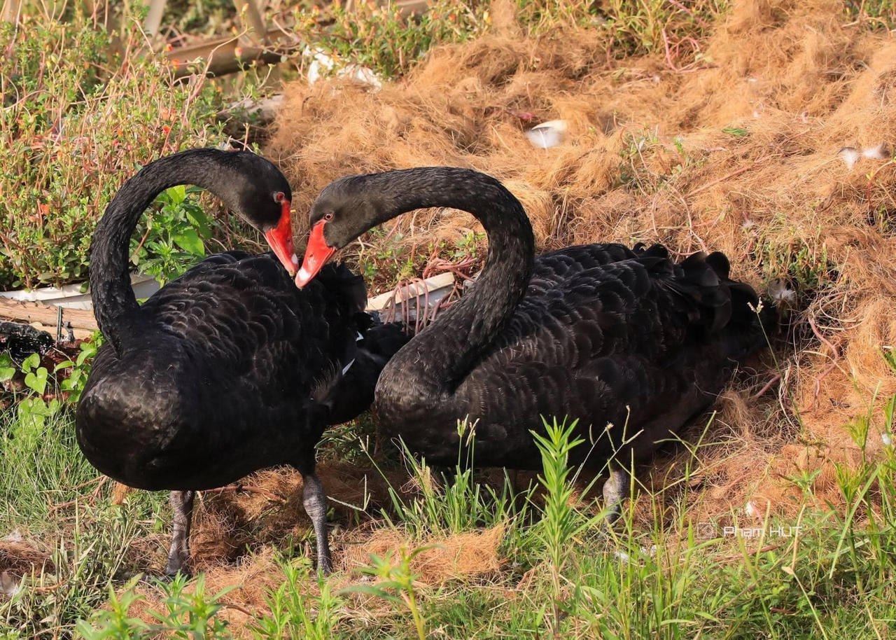 Nghỉ lễ 2/9, trẻ em thành Vinh nô nức đổ về Eco Central Park ngắm thiên nga mới sinh