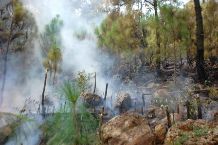 Hơn 30h rừng thông phòng hộ bị lửa thiêu rụi