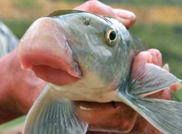 Những món xa xỉ mà chỉ giới nhà giàu Việt Nam mới dám ăn