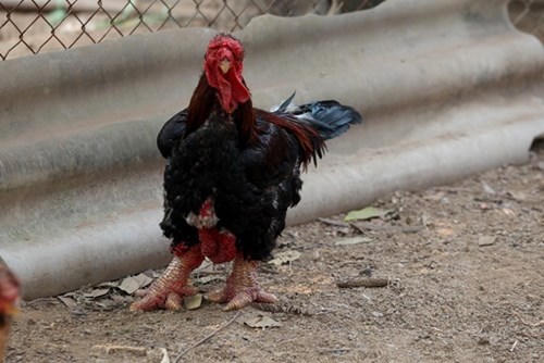 Những món xa xỉ mà chỉ giới nhà giàu Việt Nam mới dám ăn