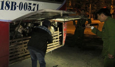  Quảng Bình bắt giữ xe khách ngăn chuồng chở… cừu, dê