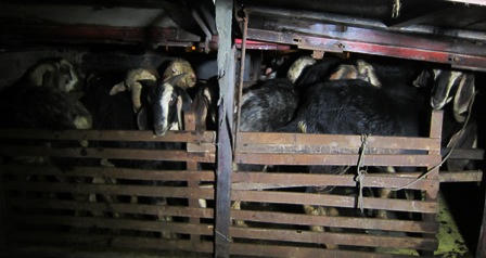  Quảng Bình bắt giữ xe khách ngăn chuồng chở… cừu, dê