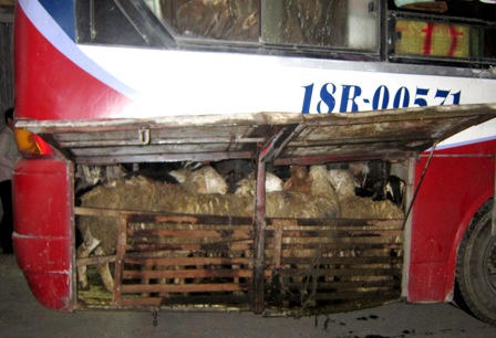  Quảng Bình bắt giữ xe khách ngăn chuồng chở… cừu, dê