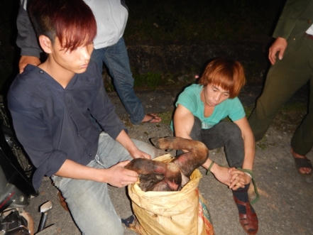 Khởi tố 2 vụ vận chuyển voọc Hà Tĩnh và sơn dương