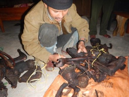 Khởi tố 2 vụ vận chuyển voọc Hà Tĩnh và sơn dương