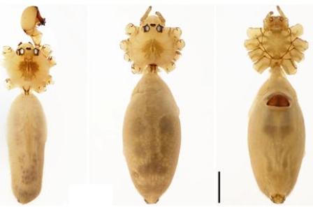 Phát hiện ba loài nhện mới ở Phong Nha - Kẻ Bàng