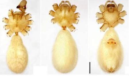 Phát hiện ba loài nhện mới ở Phong Nha - Kẻ Bàng