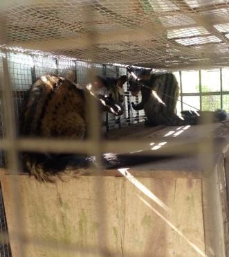 Phát hiện vụ vận chuyển cầy vòi trái phép trong rừng Phong Nha