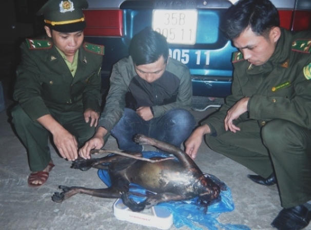 Khởi tố người vận chuyển voọc quý hiếm trong rừng Phong Nha