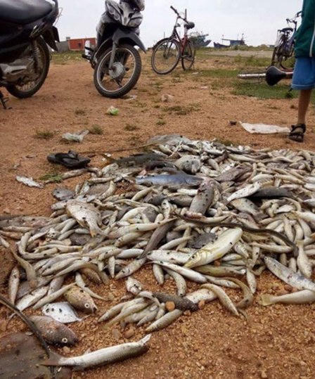 Quảng Bình thu dọn hơn 100 tấn cá chết