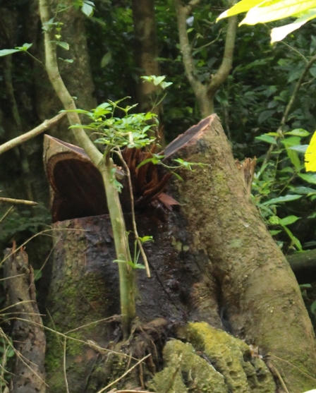 Xót xa nhìn rừng Hoá Sơn, Quảng Bình bị lâm tặc “đại phẫu”