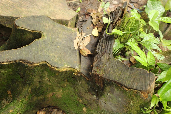 Xót xa nhìn rừng Hoá Sơn, Quảng Bình bị lâm tặc “đại phẫu”