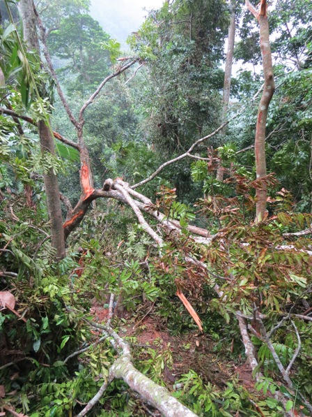 Xót xa nhìn rừng Hoá Sơn, Quảng Bình bị lâm tặc “đại phẫu”