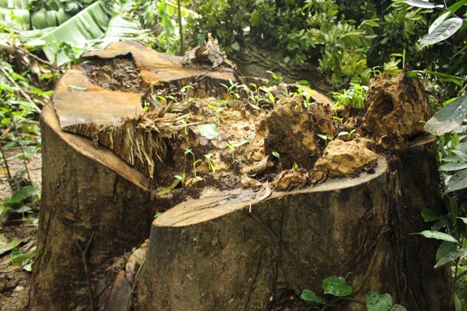 Xót xa nhìn rừng Hoá Sơn, Quảng Bình bị lâm tặc “đại phẫu”