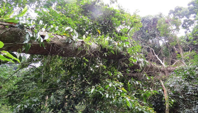 Xót xa nhìn rừng Hoá Sơn, Quảng Bình bị lâm tặc “đại phẫu”