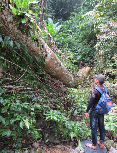 Xót xa nhìn rừng Hoá Sơn, Quảng Bình bị lâm tặc “đại phẫu”
