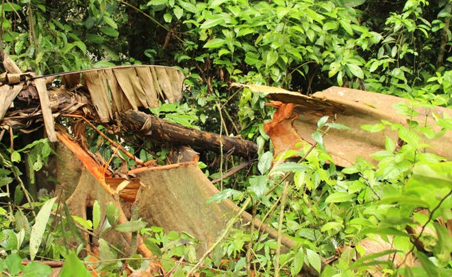 Xót xa nhìn rừng Hoá Sơn, Quảng Bình bị lâm tặc “đại phẫu”