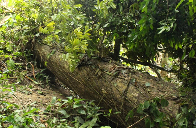 Xót xa nhìn rừng Hoá Sơn, Quảng Bình bị lâm tặc “đại phẫu”