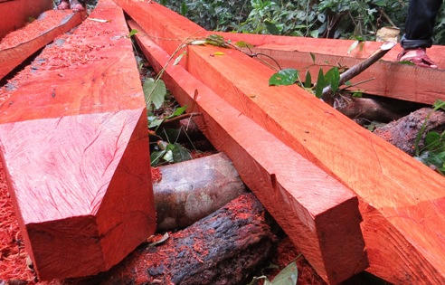 Xót xa nhìn rừng Hoá Sơn, Quảng Bình bị lâm tặc “đại phẫu”