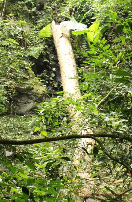 Xót xa nhìn rừng Hoá Sơn, Quảng Bình bị lâm tặc “đại phẫu”