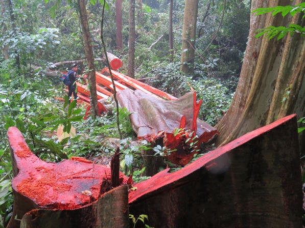 Xót xa nhìn rừng Hoá Sơn, Quảng Bình bị lâm tặc “đại phẫu”