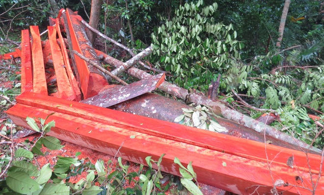 Xót xa nhìn rừng Hoá Sơn, Quảng Bình bị lâm tặc “đại phẫu”