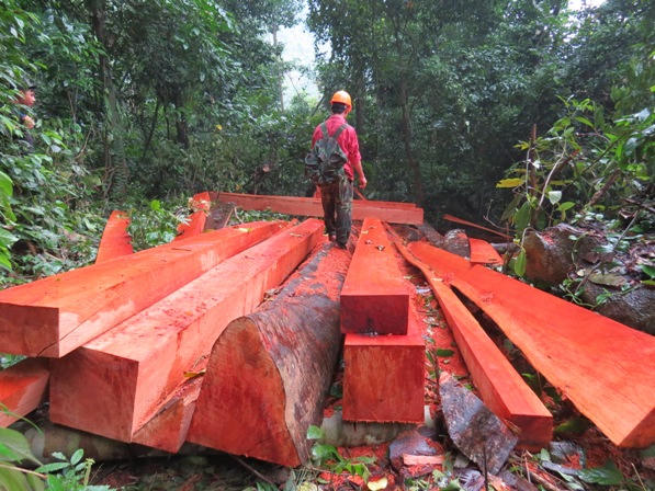 Xót xa nhìn rừng Hoá Sơn, Quảng Bình bị lâm tặc “đại phẫu”