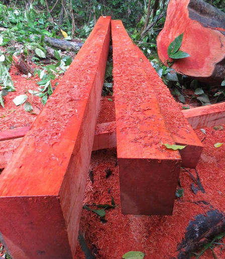 Xót xa nhìn rừng Hoá Sơn, Quảng Bình bị lâm tặc “đại phẫu”