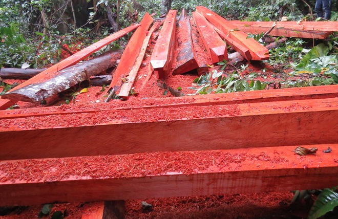 Xót xa nhìn rừng Hoá Sơn, Quảng Bình bị lâm tặc “đại phẫu”