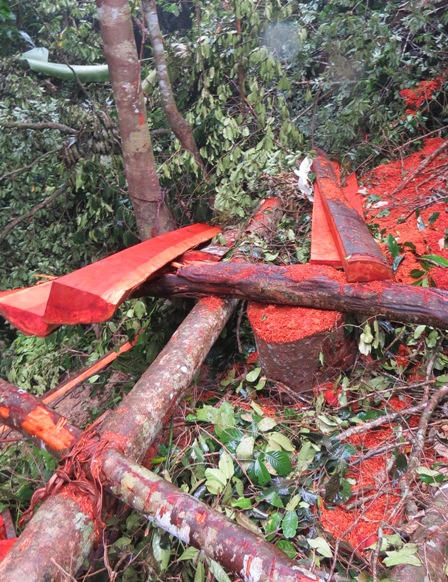 Xót xa nhìn rừng Hoá Sơn, Quảng Bình bị lâm tặc “đại phẫu”