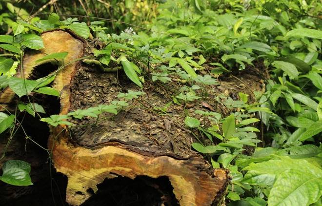 Xót xa nhìn rừng Hoá Sơn, Quảng Bình bị lâm tặc “đại phẫu”