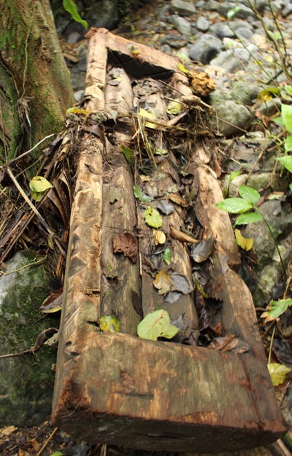 Xót xa nhìn rừng Hoá Sơn, Quảng Bình bị lâm tặc “đại phẫu”