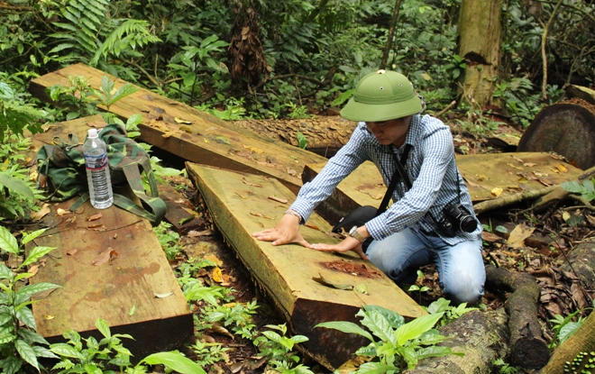 Xót xa nhìn rừng Hoá Sơn, Quảng Bình bị lâm tặc “đại phẫu”