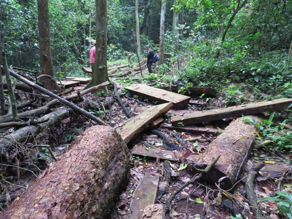 Xót xa nhìn rừng Hoá Sơn, Quảng Bình bị lâm tặc “đại phẫu”