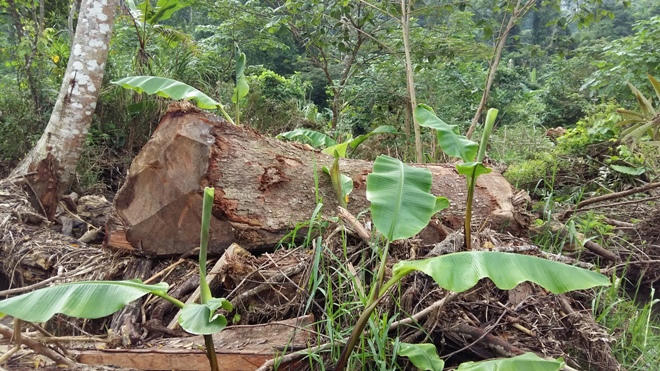 Xót xa nhìn rừng Hoá Sơn, Quảng Bình bị lâm tặc “đại phẫu”