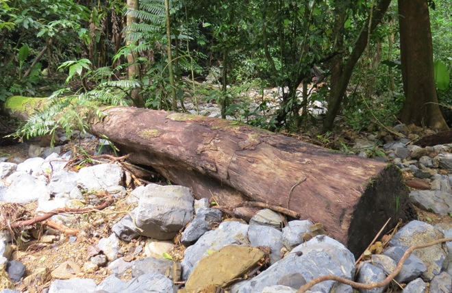 Xót xa nhìn rừng Hoá Sơn, Quảng Bình bị lâm tặc “đại phẫu”